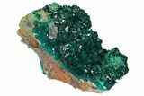 Gemmy Dioptase Crystals on Dolomite - Ntola Mine, Congo #130501-3